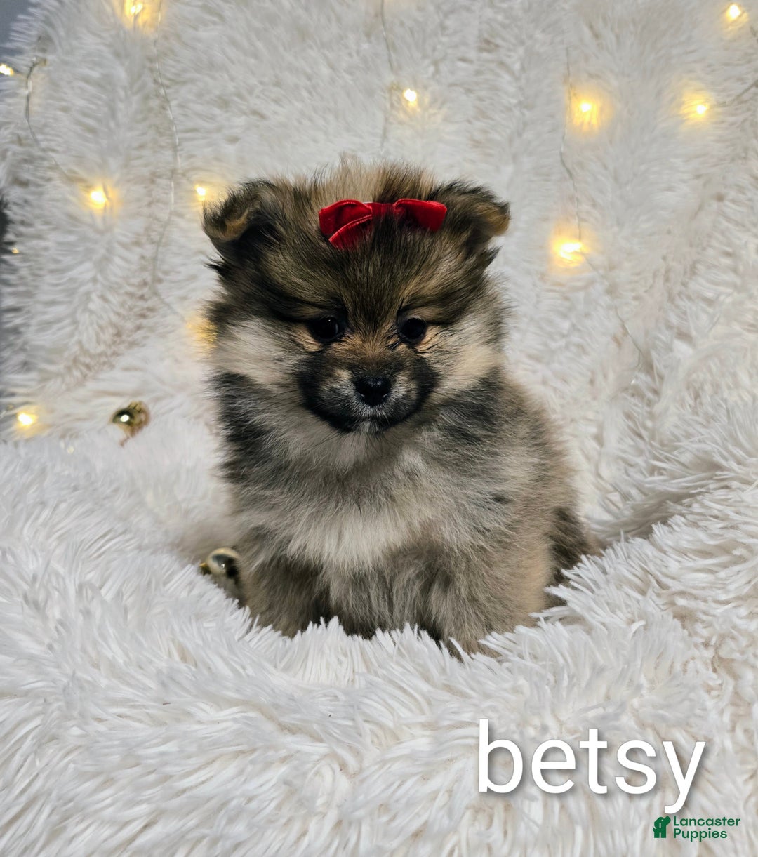 Pomeranian dogs for sale: Betsy - Ad 3