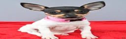 Toy Fox Terrier dogs for sale: Dora - Ad 4