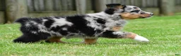 Australian Shepherd dogs for sale: Jody - Ad 5