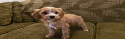 Cavapoo dogs for sale: Willow - Ad 8