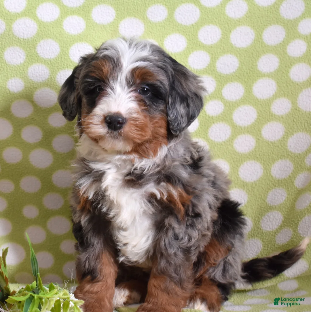 Bernedoodle dogs for sale: Geo  - Ad 1