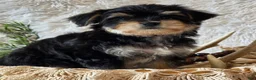Morkie dogs for sale: Ash - Ad 6