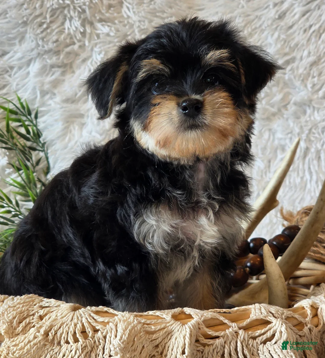 Morkie dogs for sale: Ash - Ad 6