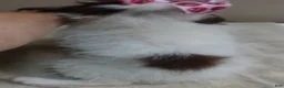 Toy Poodle dogs for sale: 3 pounds - Ad 15