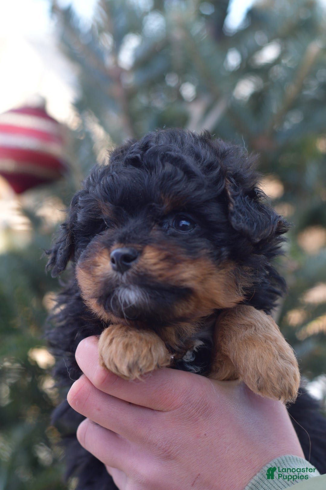 Mini Aussiedoodle dogs for sale: Grizzly - Ad 25