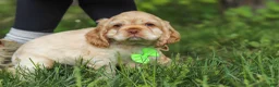Cocker Spaniel dogs for sale: Clark - Ad 3