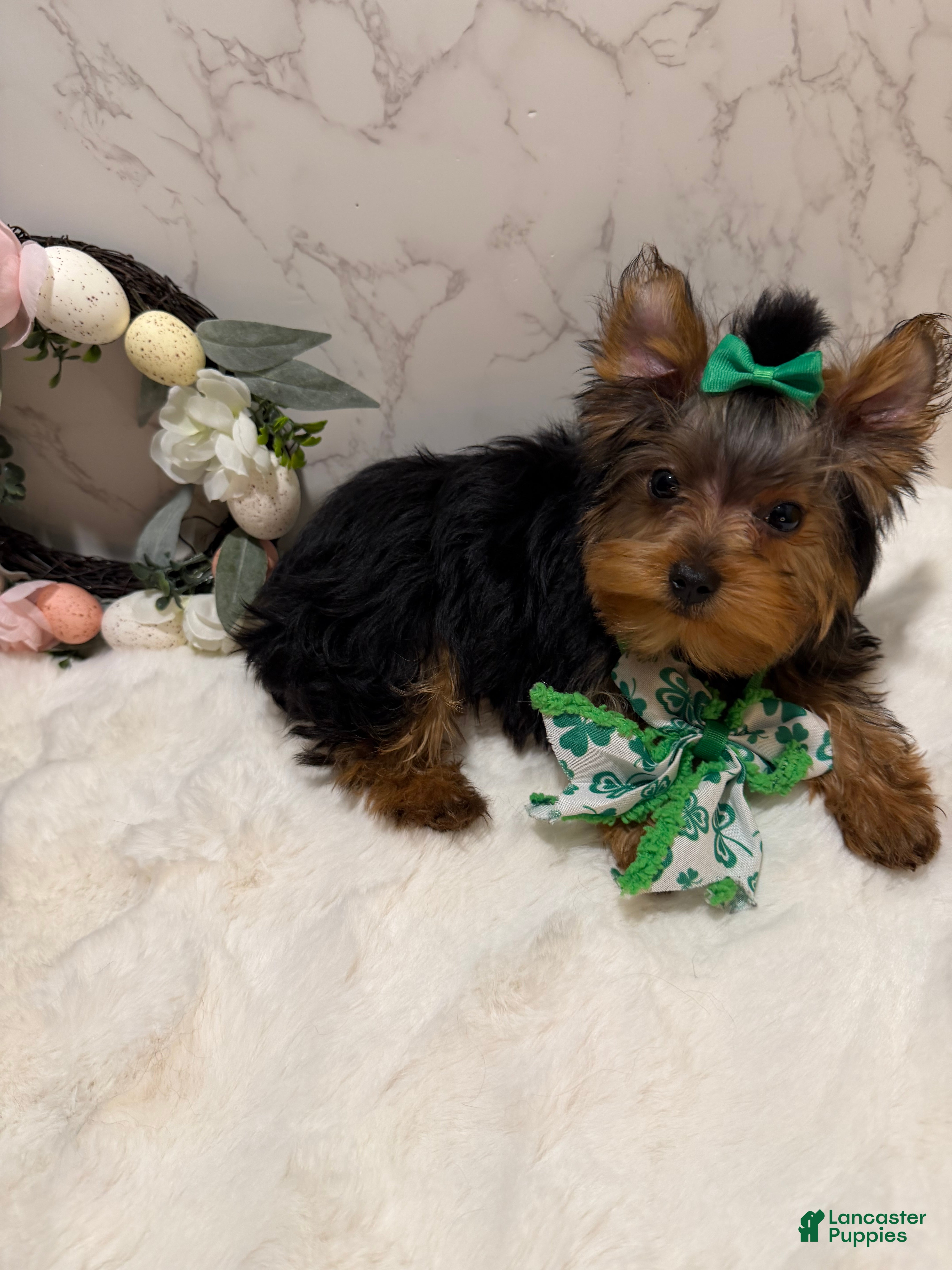 Yorkshire Terrier dogs Jack SALE - Ad 1
