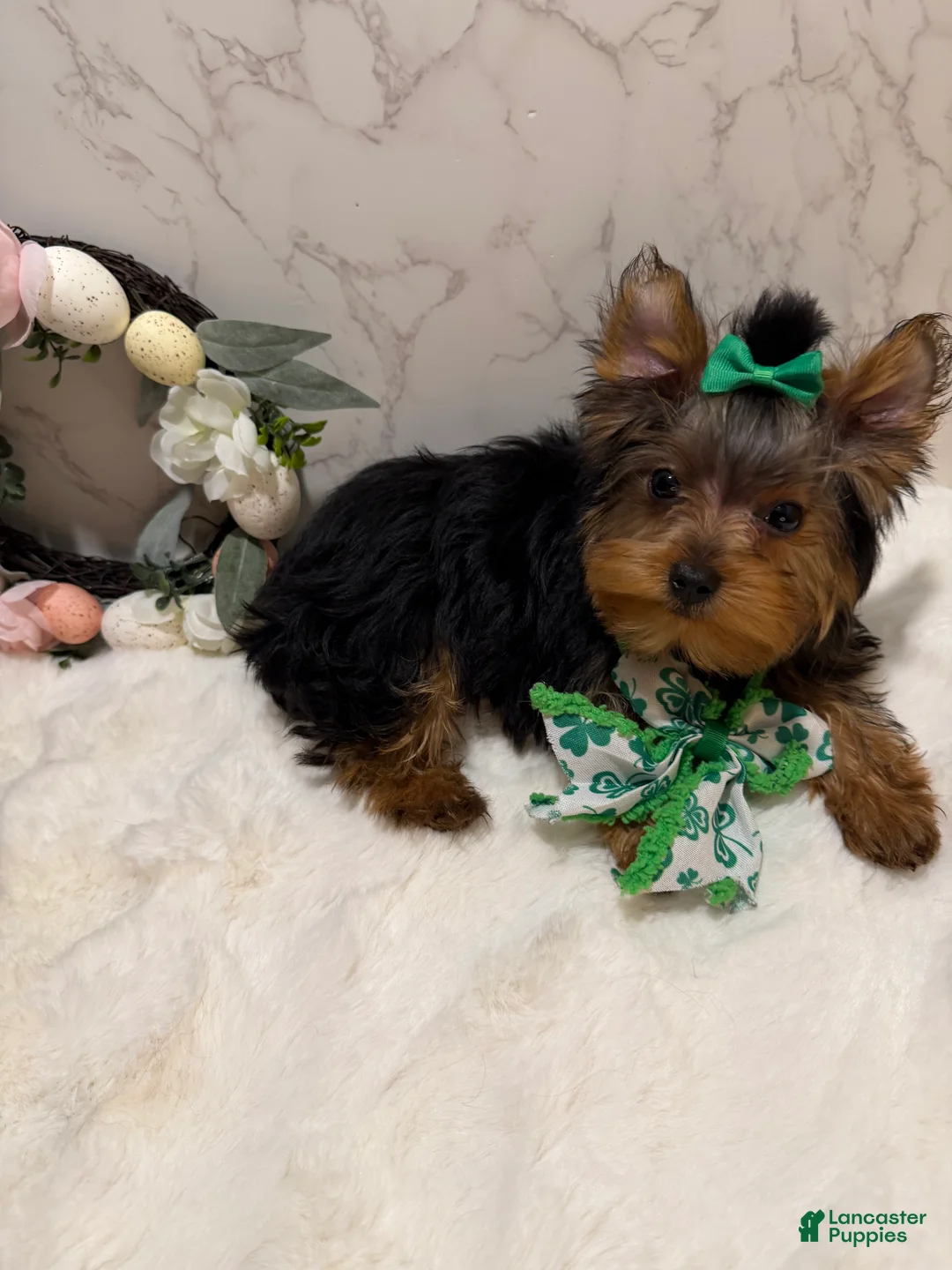 Yorkshire Terrier dogs for sale: Jack SALE - Ad 1
