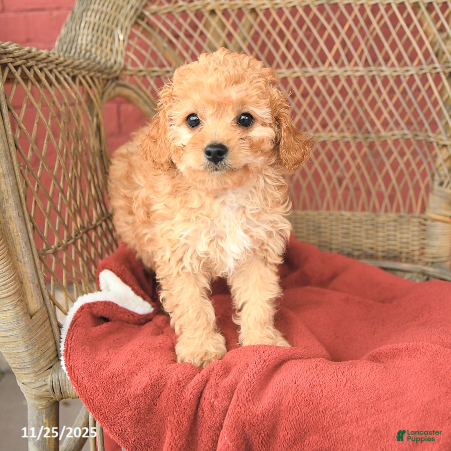 Cavapoo dogs Tommy - Ad 30