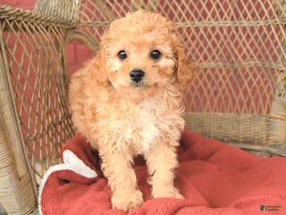 Cavapoo dogs Tommy - Ad 39