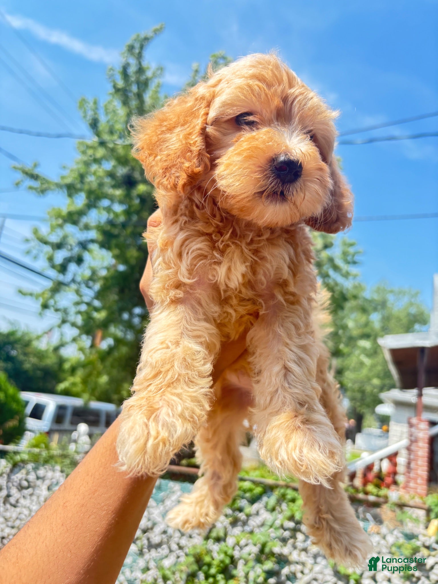 Mixed Breed dogs TJ - Ad 2