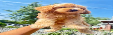 TJ
