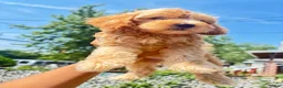 Mixed Breed dogs for sale: TJ - Ad 1