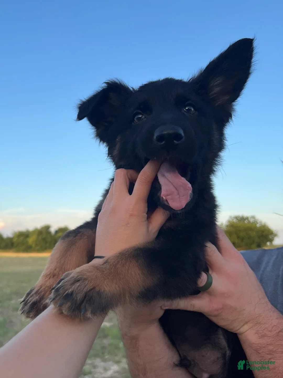 German Shepherd dogs for sale: Gonzo - Ad 2