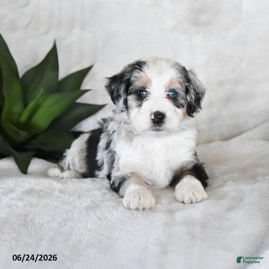 Bernedoodle dogs Luna  - Ad 2