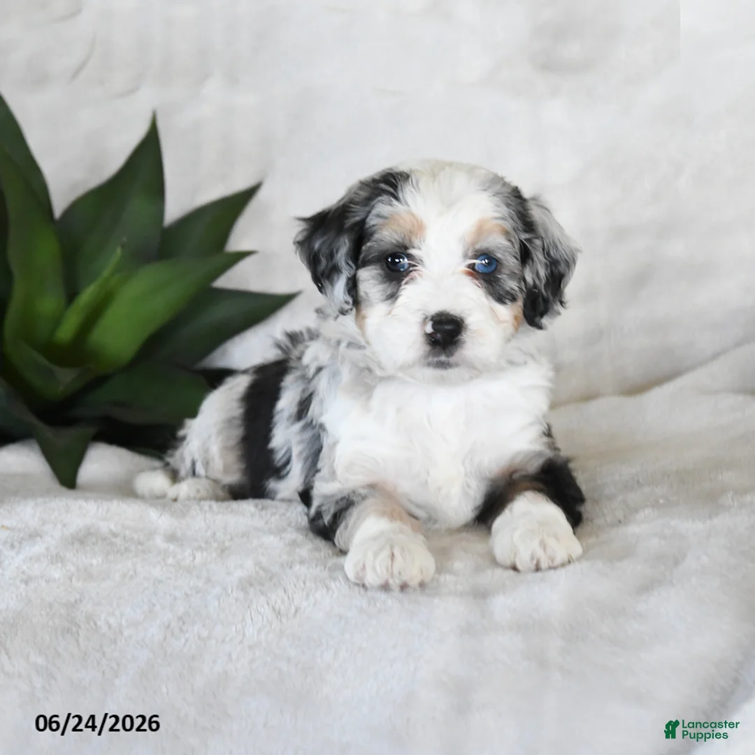 Bernedoodle dogs for sale: Luna  - Ad 2