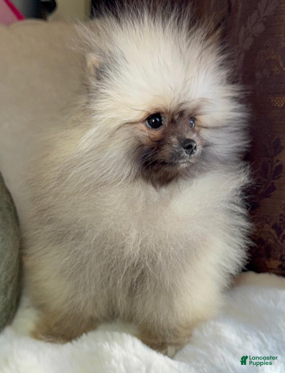 Pomeranian dogs for sale: Pomeranian Puppy victoria  - Ad 6