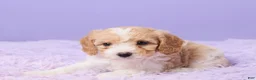 Cavapoo dogs for sale: Aria - Ad 4