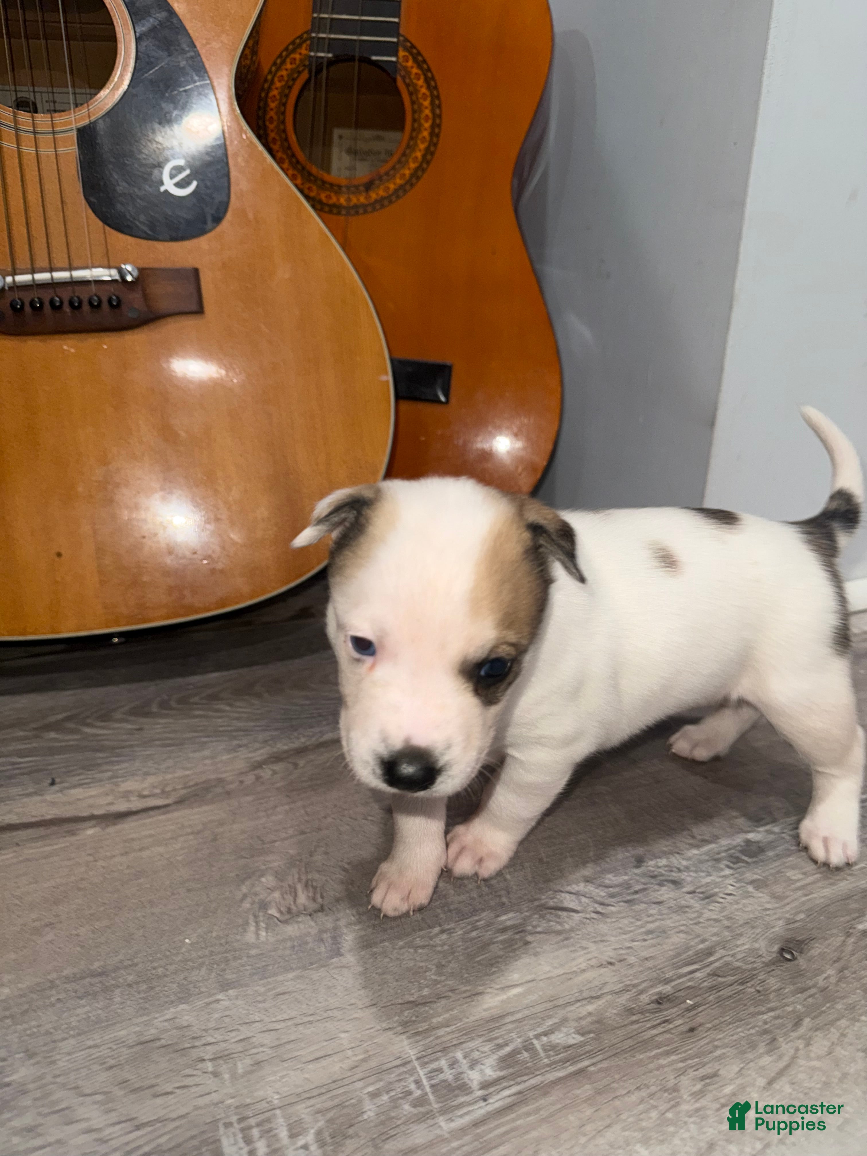 Mixed Breed dogs Mixed Breed Puppy 3 - Ad 13
