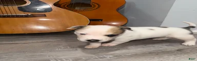 Mixed Breed Puppy 3