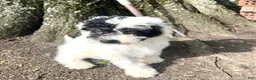 Mixed Breed dogs for sale: Vega - Ad 6