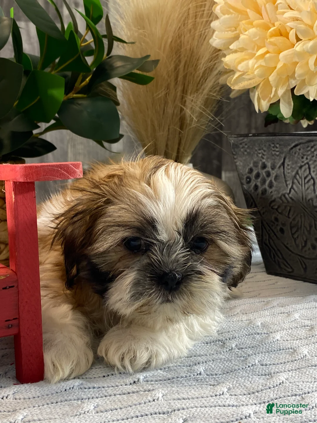 Shih Tzu dogs for sale: Sarge - Ad 2