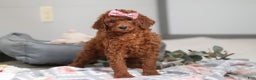 Standard Poodle dogs for sale: Lola AKC - Ad 6