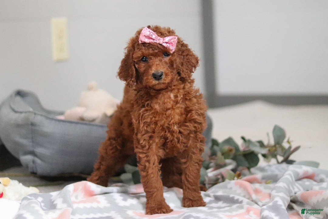 Standard Poodle dogs for sale: Lola AKC - Ad 6