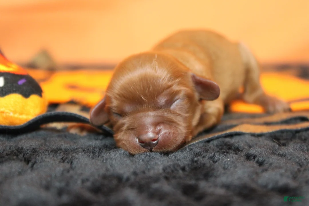 Cavalier King Charles Spaniel dogs for sale: Cherry  - Ad 2