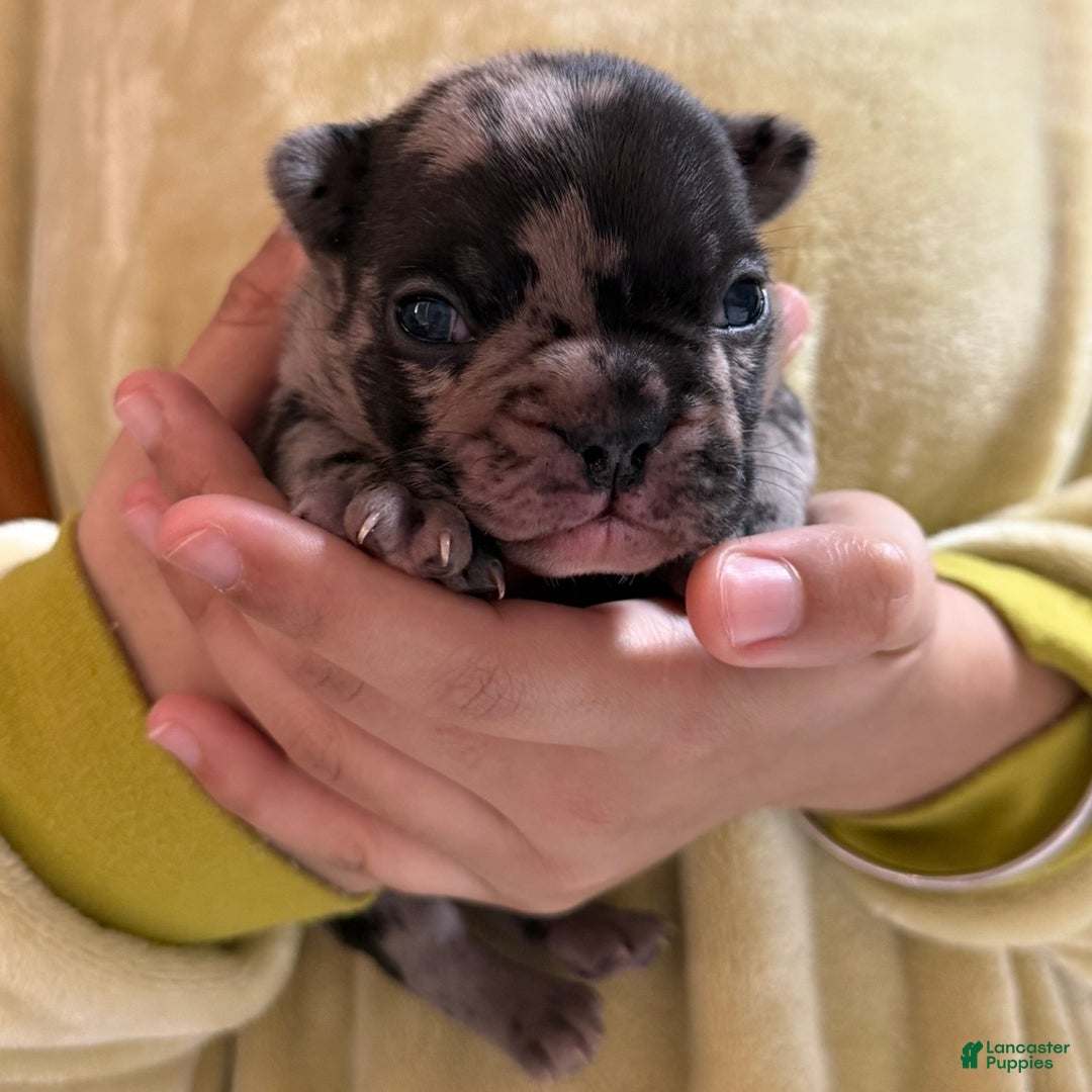 French Bulldog dogs for sale: Prince - Ad 8