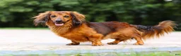 Miniature Dachshund dogs for sale: Frank - Ad 24
