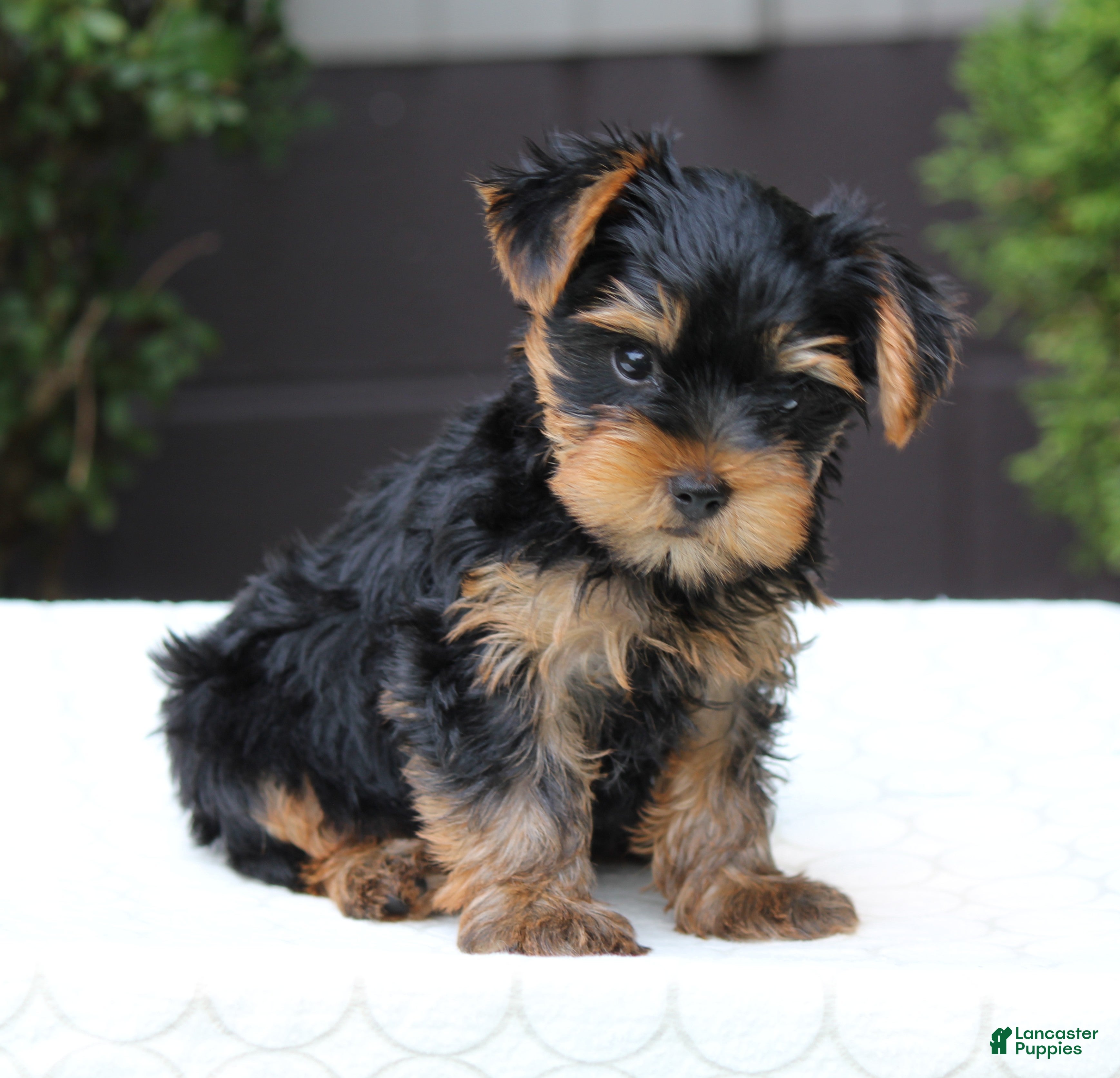 Yorkshire Terrier dogs Riley - Ad 2