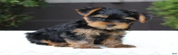 Yorkshire Terrier dogs for sale: Riley - Ad 2