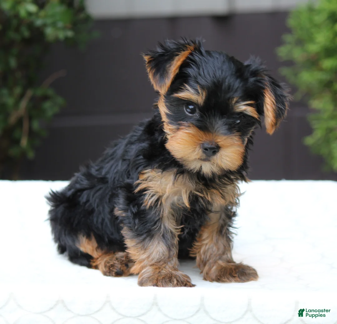 Yorkshire Terrier dogs for sale: Riley - Ad 2