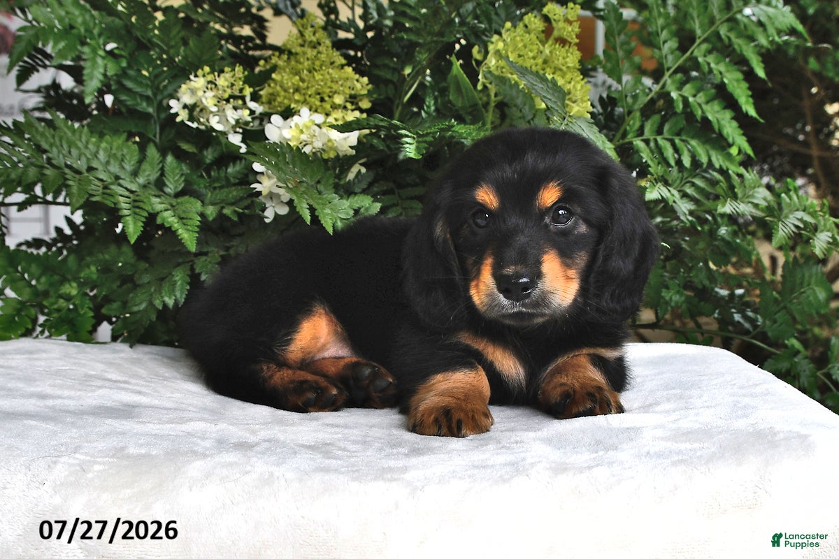 Miniature Dachshund dogs Ranger - Ad 2