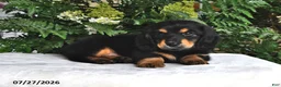 Miniature Dachshund dogs for sale: Ranger - Ad 2