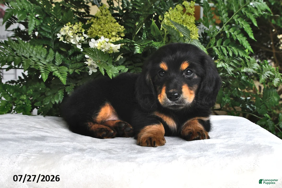 Miniature Dachshund dogs for sale: Ranger - Ad 2