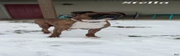 Boxer dogs for sale: Luca - Ad 9