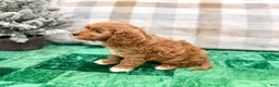 Cavapoo dogs for sale: Oliver - Ad 4