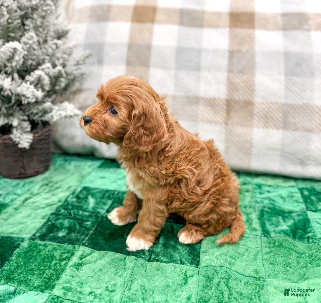 Cavapoo dogs for sale: Oliver - Ad 4