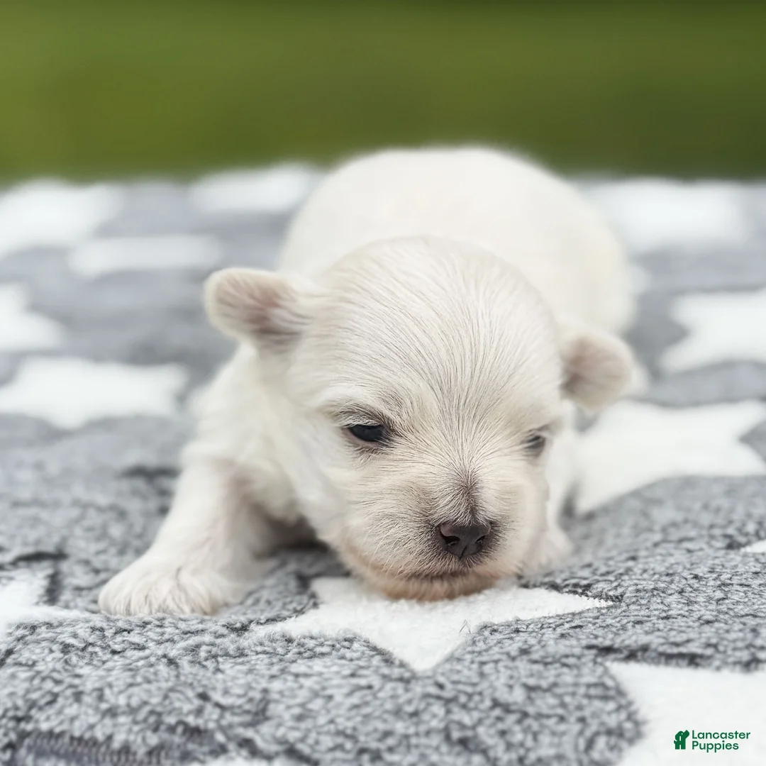 Maltese dogs for sale: Jefferson Maltese Puppy - Ad 4