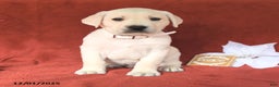 Labrador Retriever dogs for sale: Elmo - Ad 2