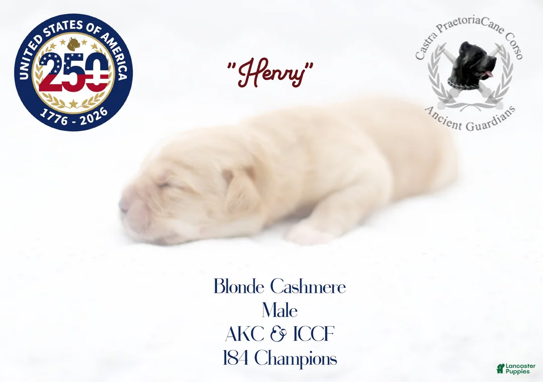 Cane Corso dogs for sale: "Henry" - Ad 2