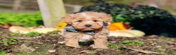 Maltipoo dogs for sale: Weston - Ad 3