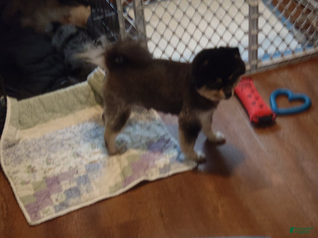 Pomeranian dogs for sale: Pomeranian Puppy 3 - Ad 3