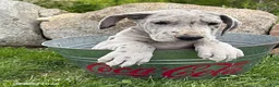 Great Dane dogs for sale: Truly - Ad 3