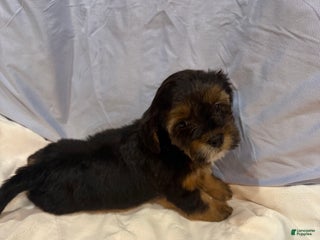 Mixed Breed dogs - Ad 11