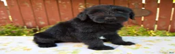 Giant Schnauzer dogs for sale: Renita - Ad 6