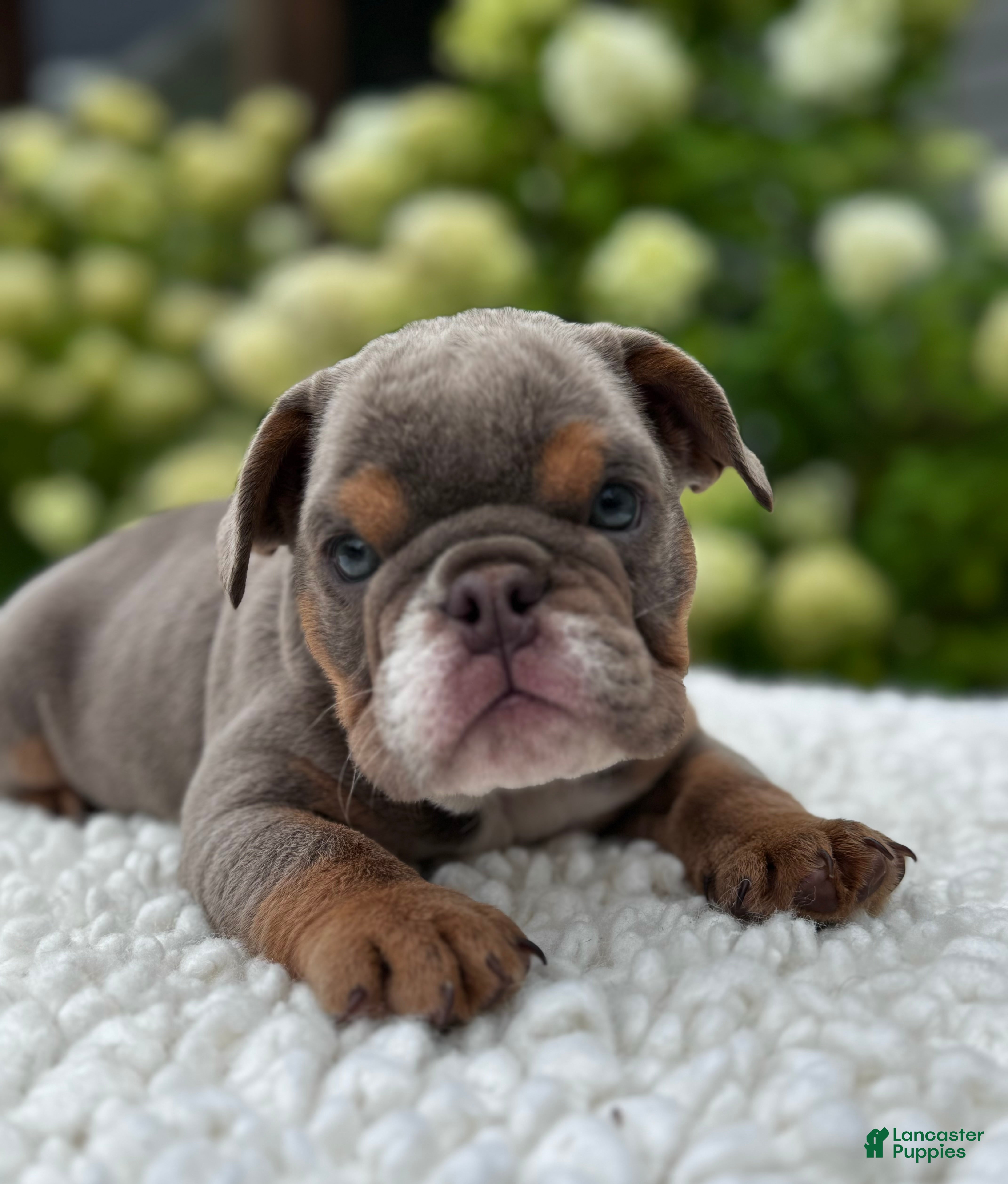 Beabull dogs Hailey  - Ad 2