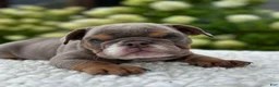 Beabull dogs for sale: Hailey  - Ad 2